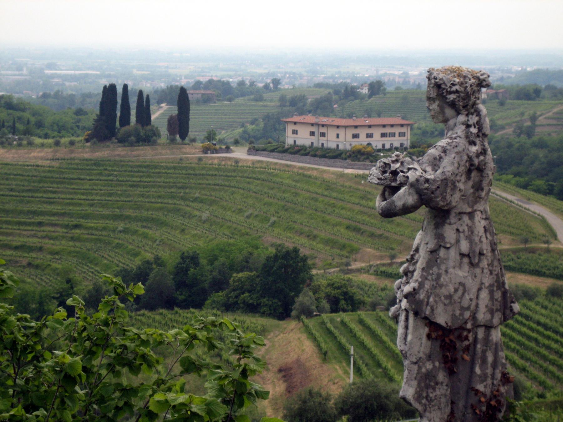 Vineyards below the Abbey of Rosazzo in the Friuli hills