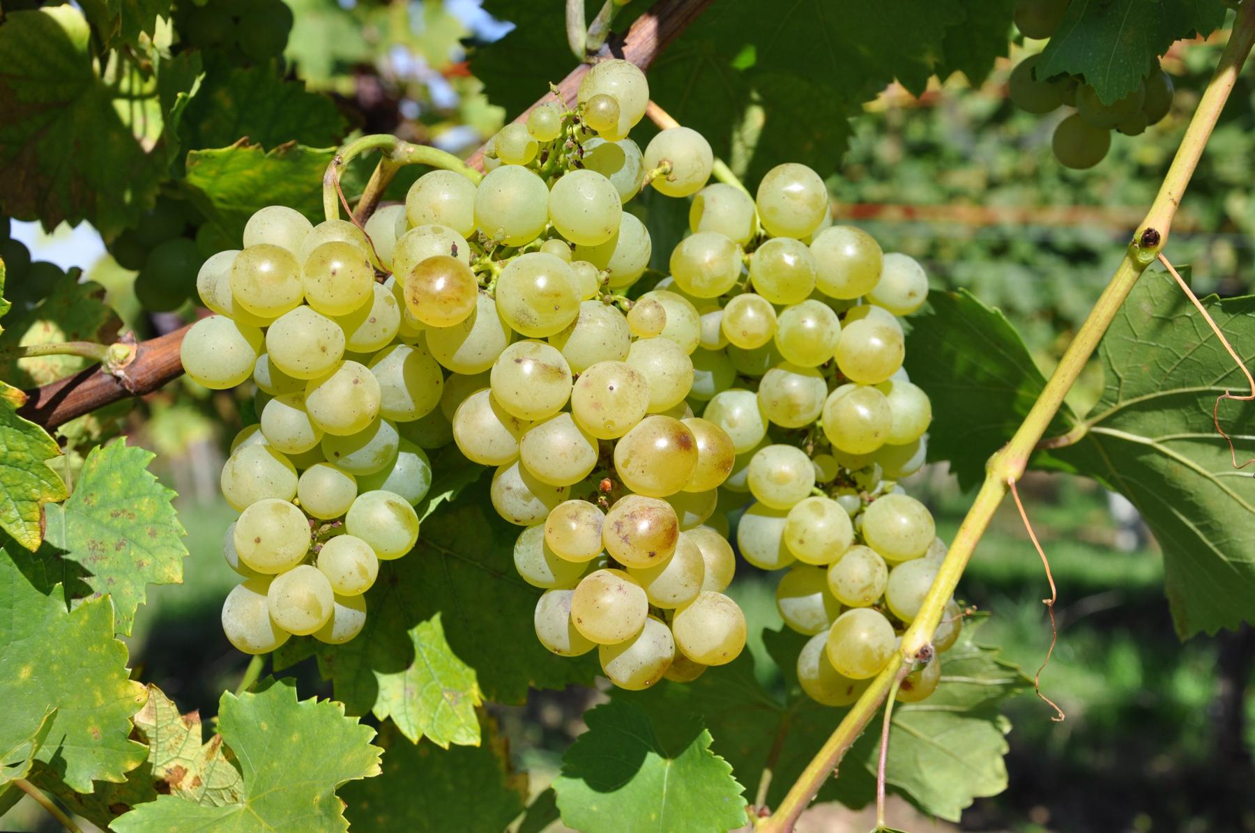 Bunches of Ribolla Gialla, a native white grape of Friuli